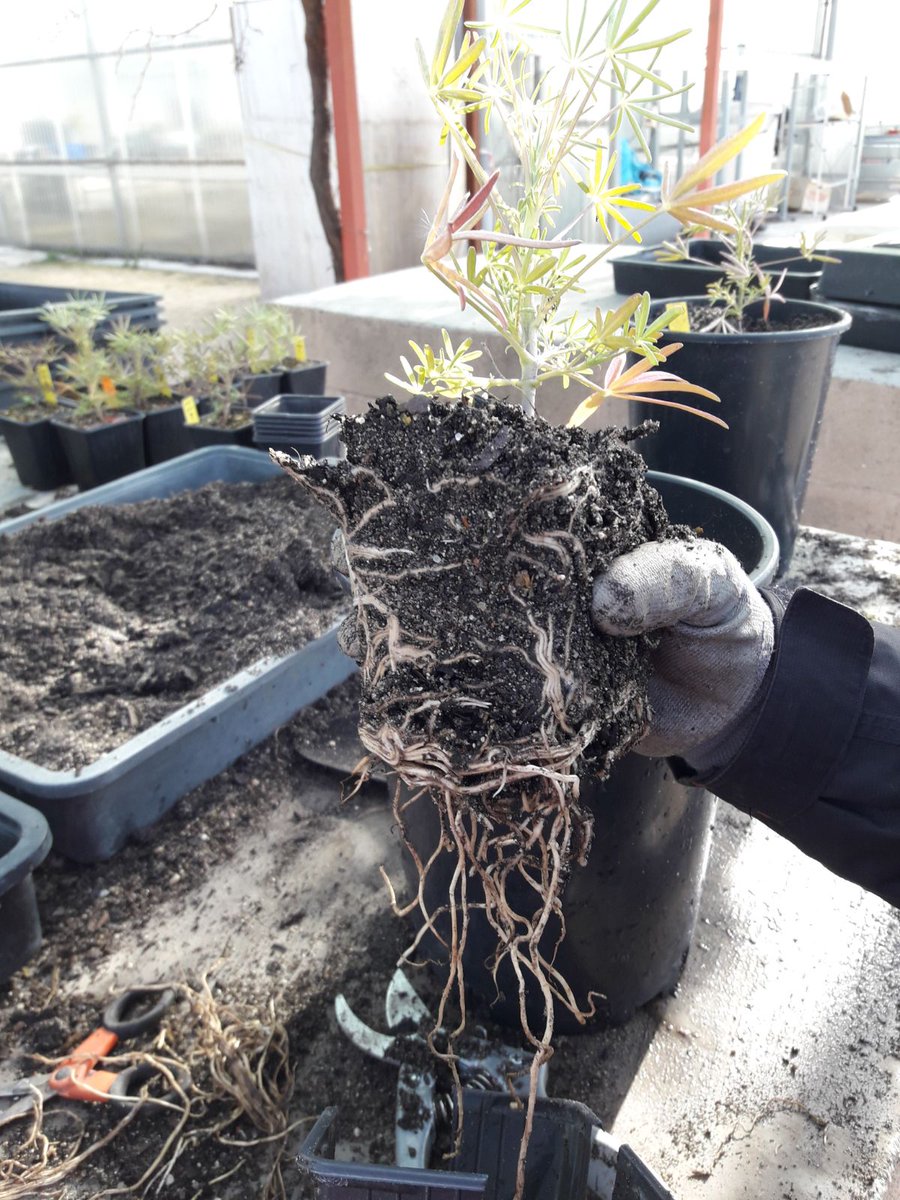 AdApta_Lab's tweet photo. Glad to have a joint experiment with @gypsevol research group. Great and cold day transplanting #LupinusAngustifolius at @urjc
#PhenotypicPlasticity
#MakingScienceTogether https://t.co/gvp90Rp4CG