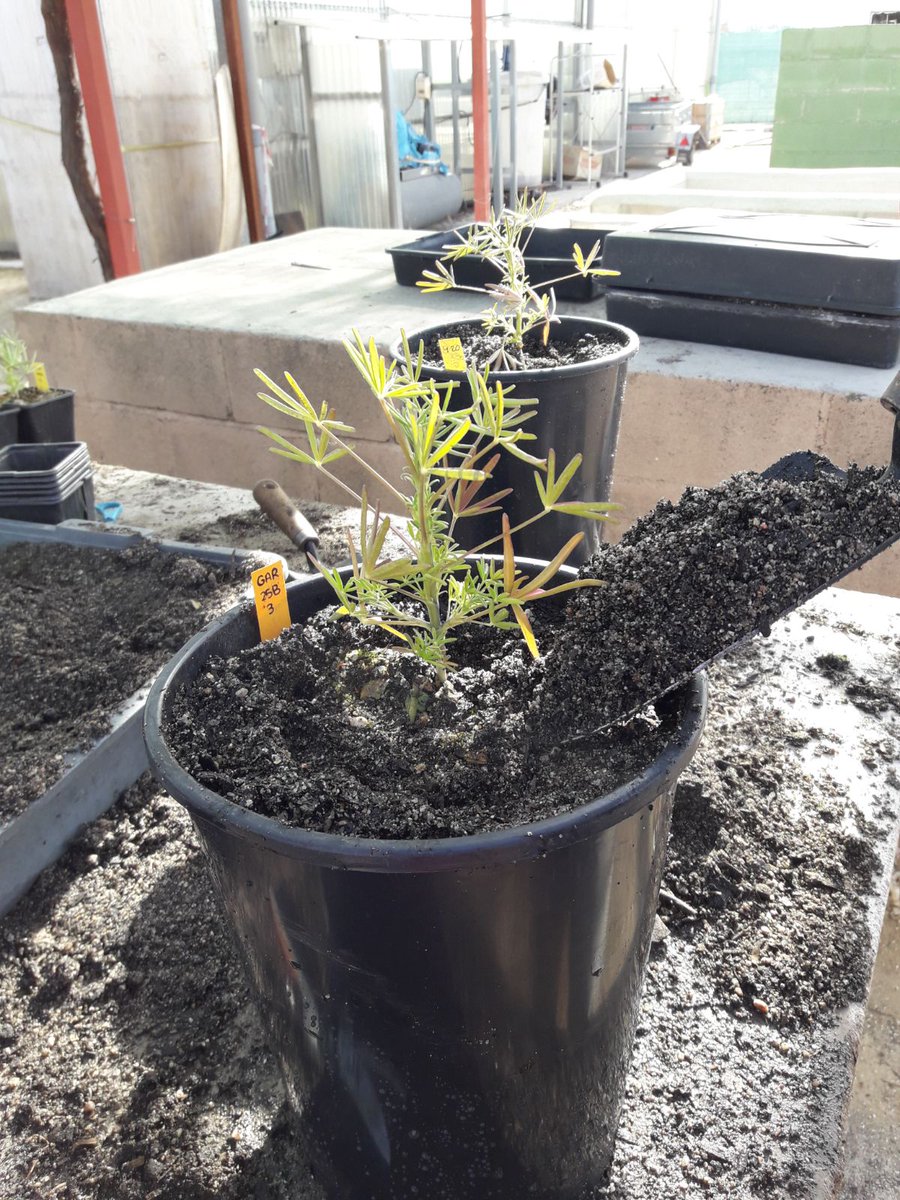 AdApta_Lab's tweet photo. Glad to have a joint experiment with @gypsevol research group. Great and cold day transplanting #LupinusAngustifolius at @urjc
#PhenotypicPlasticity
#MakingScienceTogether https://t.co/gvp90Rp4CG