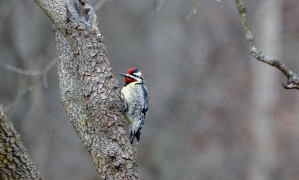 ALookatNature's tweet photo. Sapsucker on the dogwood tree #nature https://t.co/wGX2X1g1PJ