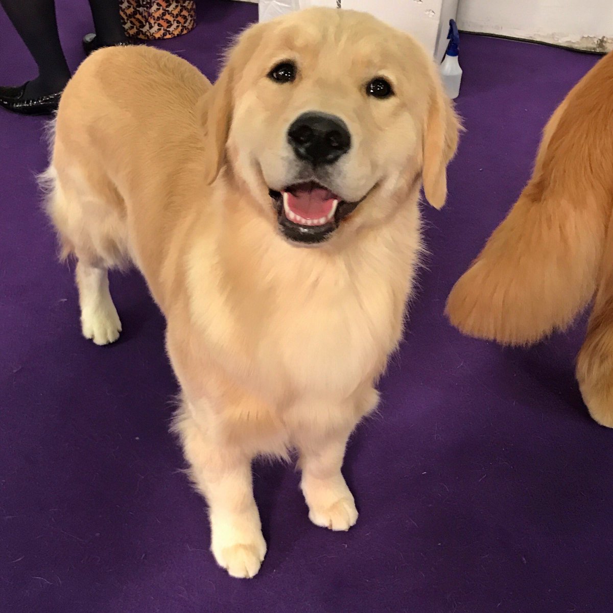 westminster dog show golden retriever