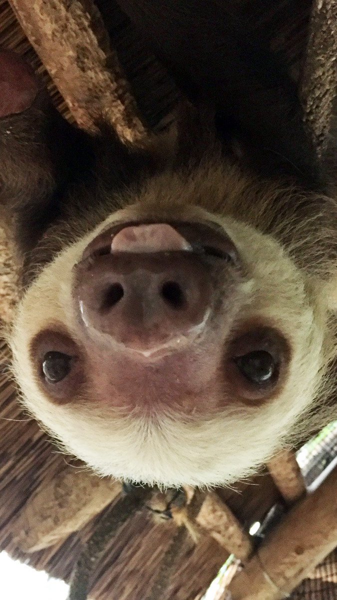 lincolnparkzoo's tweet photo. Carlos the #sloth (Luigi's dad) turned 35 yesterday! 📸: Cruzanne Lewis #FromACurator #slothparty https://t.co/L1yrZE9Fke