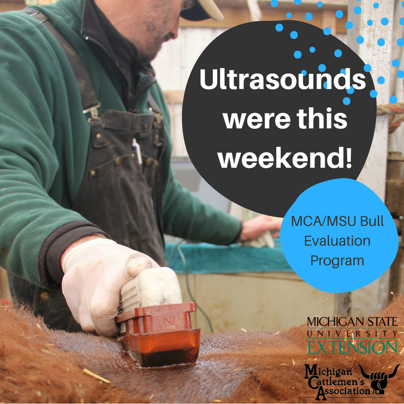 MICattlemen's tweet photo. Ultrasounds took place this past weekend for the MCA/MSU #BullEvaluationProgram! Keep up to date with new information at https://t.co/WO0Ay1Az7z. https://t.co/nWSJjrFgpB
