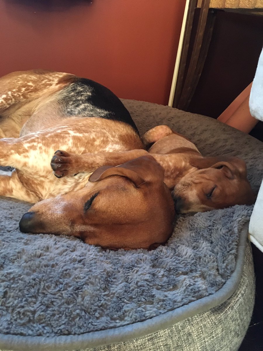 dallashuffy's tweet photo. 😍🐶 https://t.co/M4IXUQoUv4