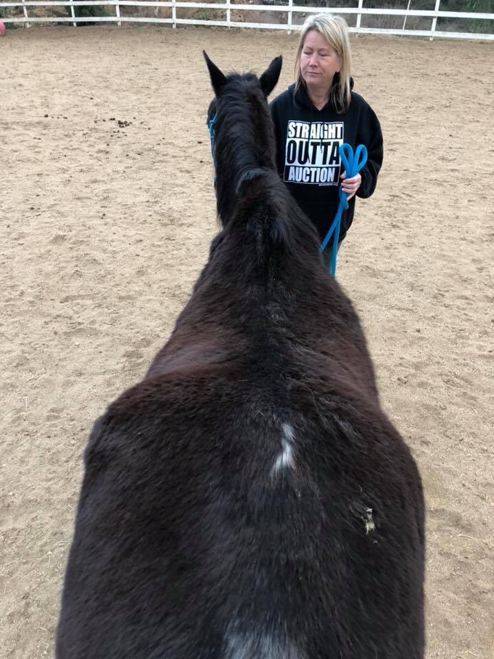 Skinny grandma is hoping for her chance at #rescue today. 
This 25+ year old, mare was brought to us on Monday with the hopes she will find her way to #safety. 
Her owners are looking to dump her somewhere. We are her safety. PP: rescue@hicaliber.org
#ItStartsWithUs