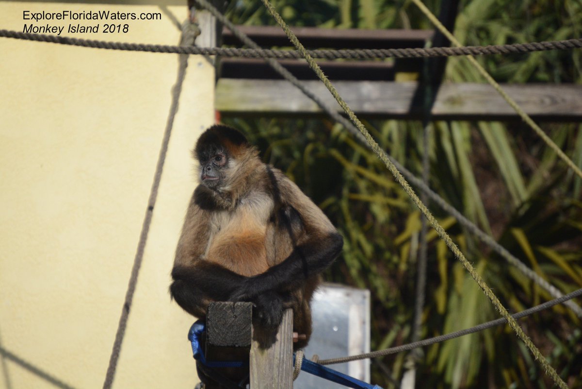 Ralph (the black monkey) and Sassy (the brown one) on Monkey Island. Be sure to zoom in on Ralph's face!!

#monkeyisland #homosassa #homosassariver #island #boating #ExploreFloridaWaters
