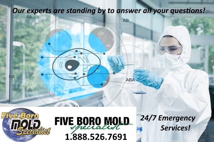 5BoroMold's tweet image. Let us help! Free mold removal quote. Call us at 888-526-7691.
#mold #moldproblem #home #business #moldsigns #moldconcerns #moldgrowth #harmfulmold #waterdamage, #moldcleanup #disasterrestoration #moldremediation #moldrestoration #moldremoval #moldinspection #blackmold