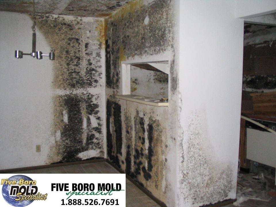5BoroMold's tweet image. Let us help! Free mold removal quote. Call us at 888-526-7691.
#mold #moldproblem #home #business #moldsigns #moldconcerns #moldgrowth #harmfulmold #waterdamage, #moldcleanup #disasterrestoration #moldremediation #moldrestoration #moldremoval #moldinspection #blackmold