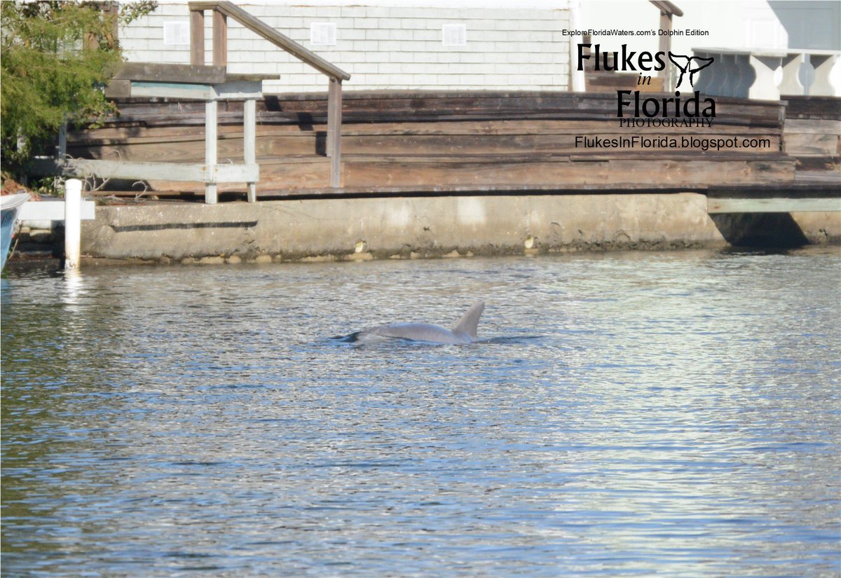 Bottlenose Dolphin in the Homosassa River! This photo was taken between Buzzard Point and the mouth of the Halls River
#dolphin #bottlenosedolphin #cetacean #marinemammal #homosassa #homosassariver #homosassaflorida #florida #lovefl #boating #wilddolphin