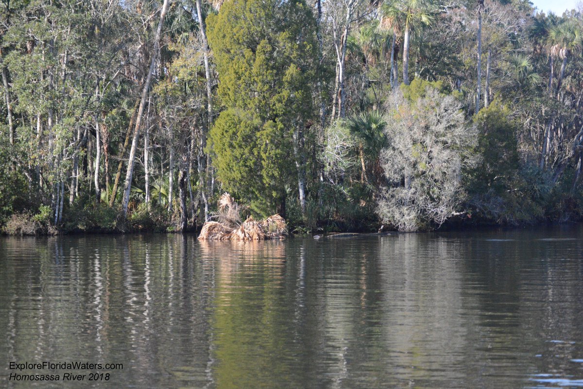 The Homosassa River, not far from Homosassa Springs
Photo by <a href="/exploreflwaters/">Explore Florida Waters</a> (ExploreFloridaWaters.com)
#homosassa #homosassariver #homosassasprings #florida #boating