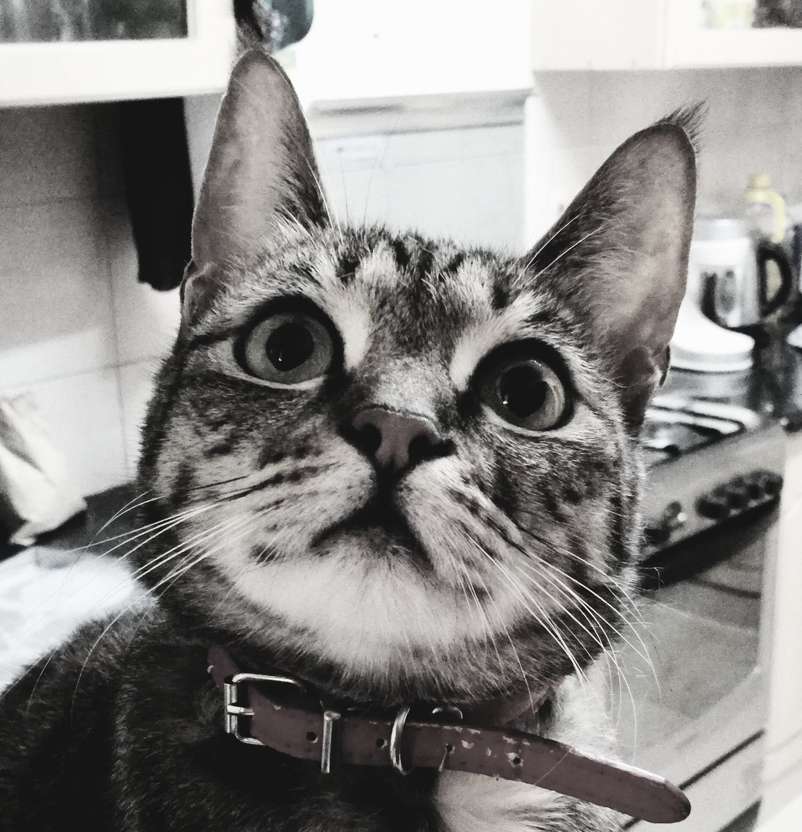 AKenyanGirl's tweet photo. How to tell if, and where, there is a flying bug around the house.

#BugDetector #WishItWereaBurglarDetector
#ChuiTheTalker
#RescueCats
#AdoptaCatKE https://t.co/asGcJDtep2
