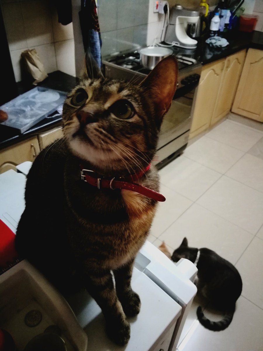 AKenyanGirl's tweet photo. How to tell if, and where, there is a flying bug around the house.

#BugDetector #WishItWereaBurglarDetector
#ChuiTheTalker
#RescueCats
#AdoptaCatKE https://t.co/asGcJDtep2
