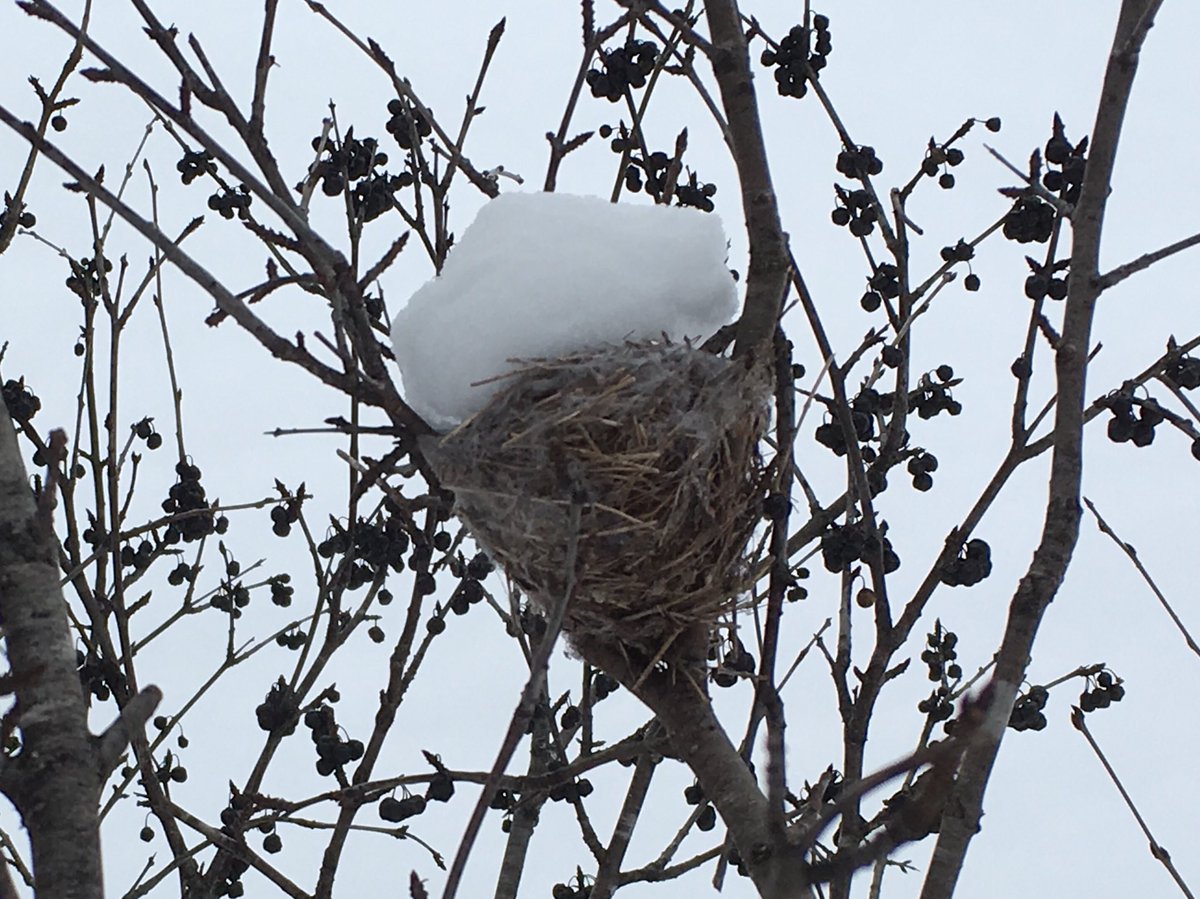 seanmaddoxart's tweet photo. @weathernetwork Yep but no photos:(
However look at these wonderful bird nests covered in snow at #ConroyPit https://t.co/6gXZI4eT9a