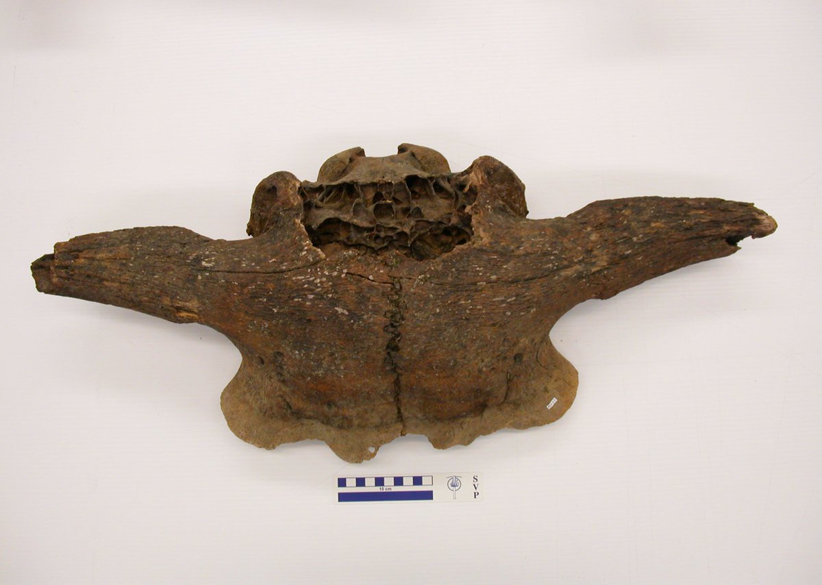 RoyalAlberta's tweet photo. Uncovering the past underwater! A new paper by RAM researchers highlights the recovery of animal remains from #ColdLake, AB. The remains range in age from >10,000 years old to a few hundred years old. #RAMwow https://t.co/zQjHOD8KNM https://t.co/l6HxVFKTJ0