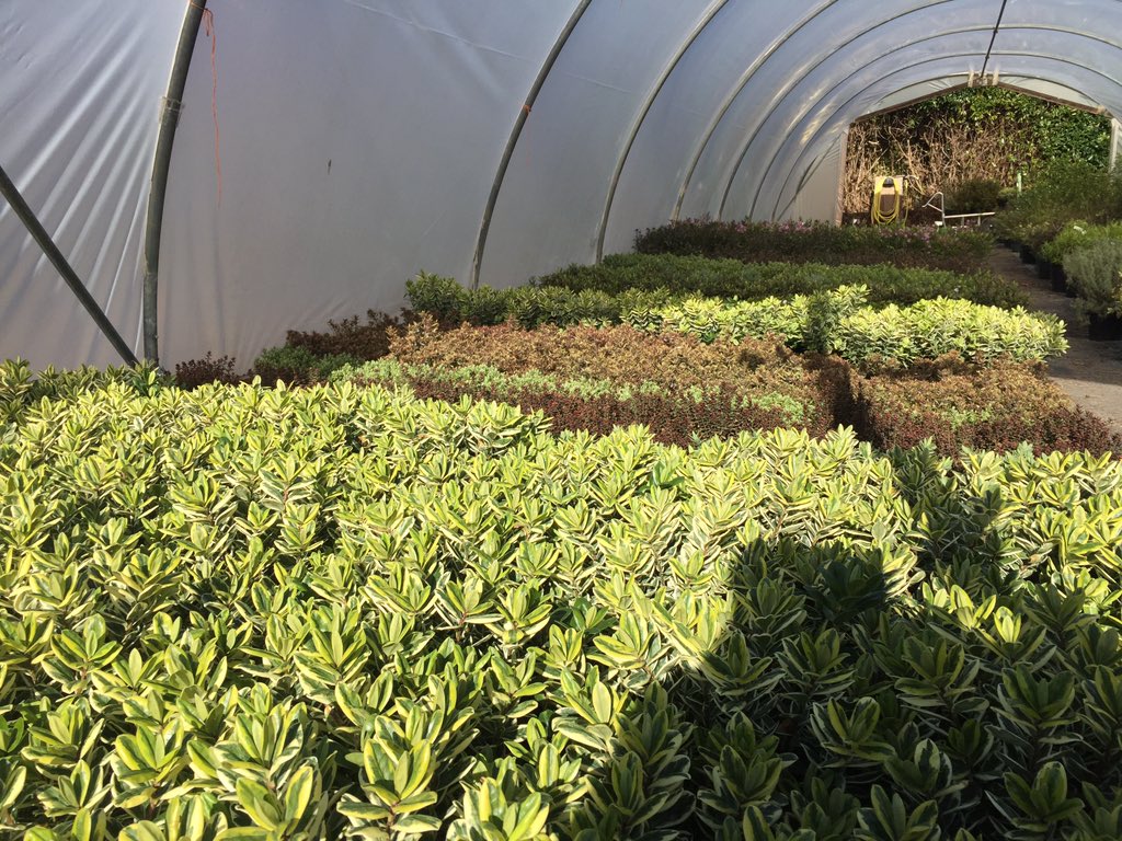 Marchants Nursery tweet media