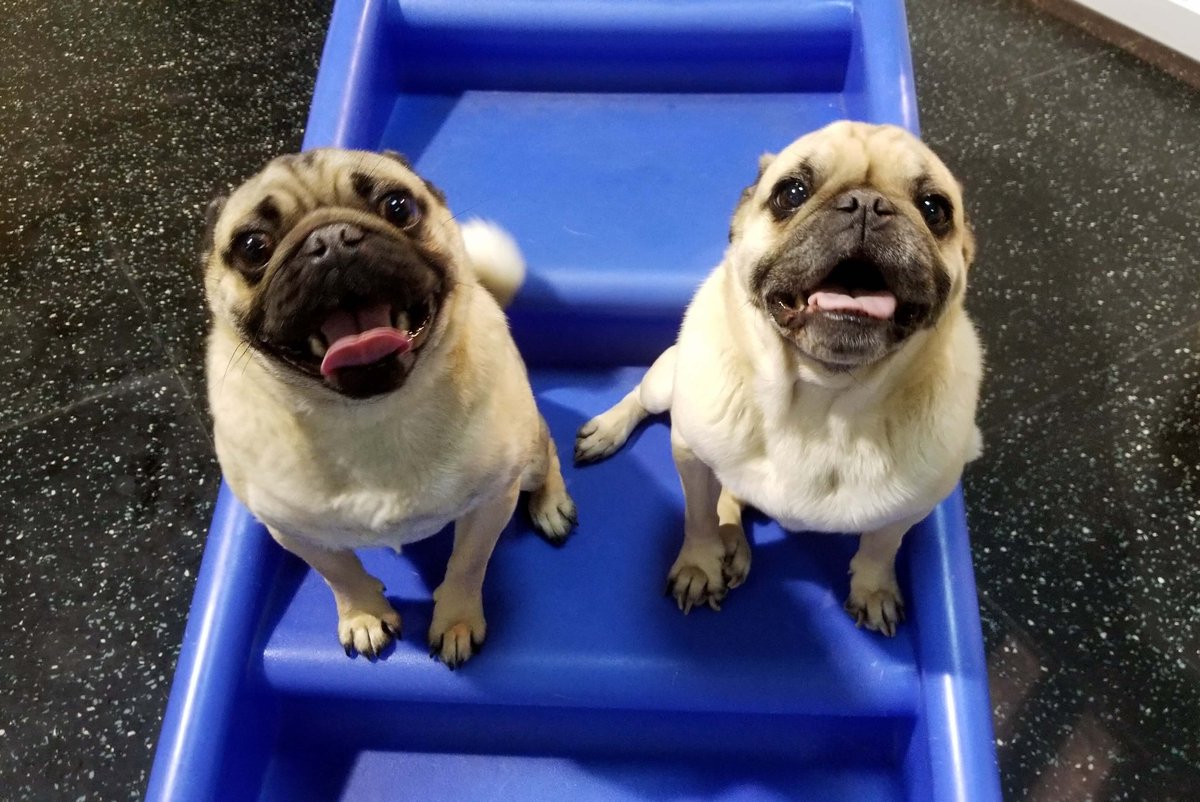 ADogsDayOut's tweet photo. Oliver and Rocky smiling for the camera from #ADogsDayOut in #SpringfieldVA. #dogdaycare #pugs #pugsarethebest #happypugs #tongueouttuesday https://t.co/Bp75Oc23dZ