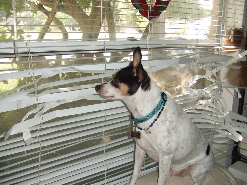 BlindMagicEdm's tweet photo. Responsible Pet Ownership Month gives us all an opportunity to pet proof our home. The worst window treatments for your furry friends are aluminum mini blinds, small slat blinds and corded blinds. Visit our website or come see us at 10615 170 Street for pet friendly alternatives. https://t.co/Atzi8guV2X