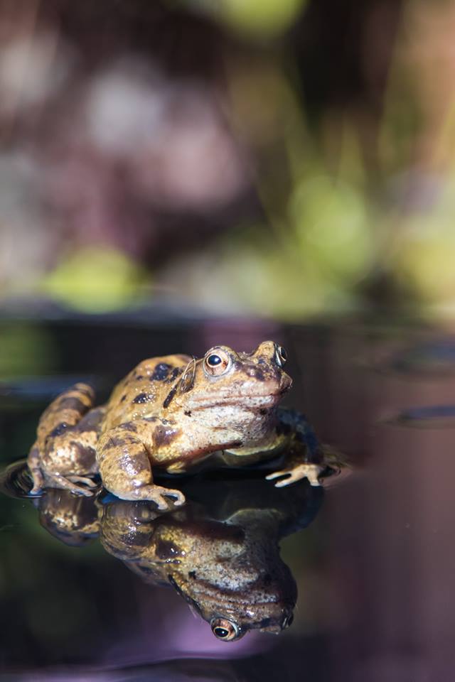 Pixels_Paint's tweet photo. UNFROGETTABLE #PixelsandPaint #frog #garden #wildlife #macro #reflection #commonfrog #bokeh #Canon80D https://t.co/Z3esy8lhGq