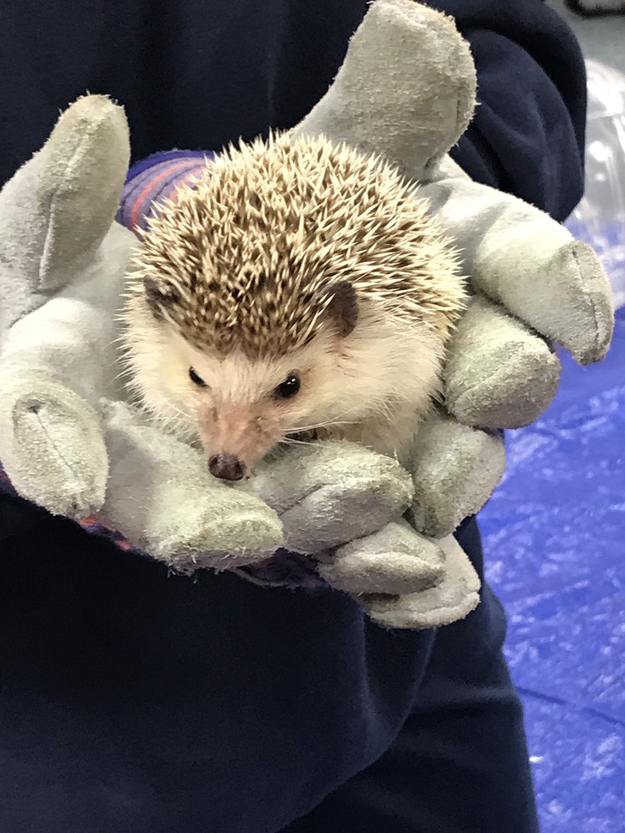 2017huffman's tweet photo. Teddy the hedgehog visits kindergarten #catchthespirit https://t.co/SDaFCgWNff