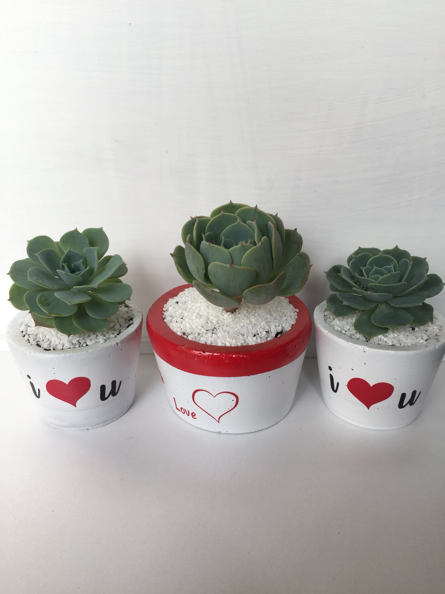 santo Extracto tienda BotánicaCDMX Twitter पर: "Mini macetas de concreto personalizadas con  suculentas para interiores. #suculentas #cactus #crasas #natural  #hechoenmexico #homemade #detalles #gift https://t.co/49jNi1FLLn" / Twitter