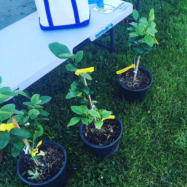 JustOneTreeSF's tweet image. JOT and Friends of the Urban Forest are promoting backyard lemons together🍋🍋🍋3 trees raffled at each planting.  Here&apos;s the recent Bernal Heights planting.