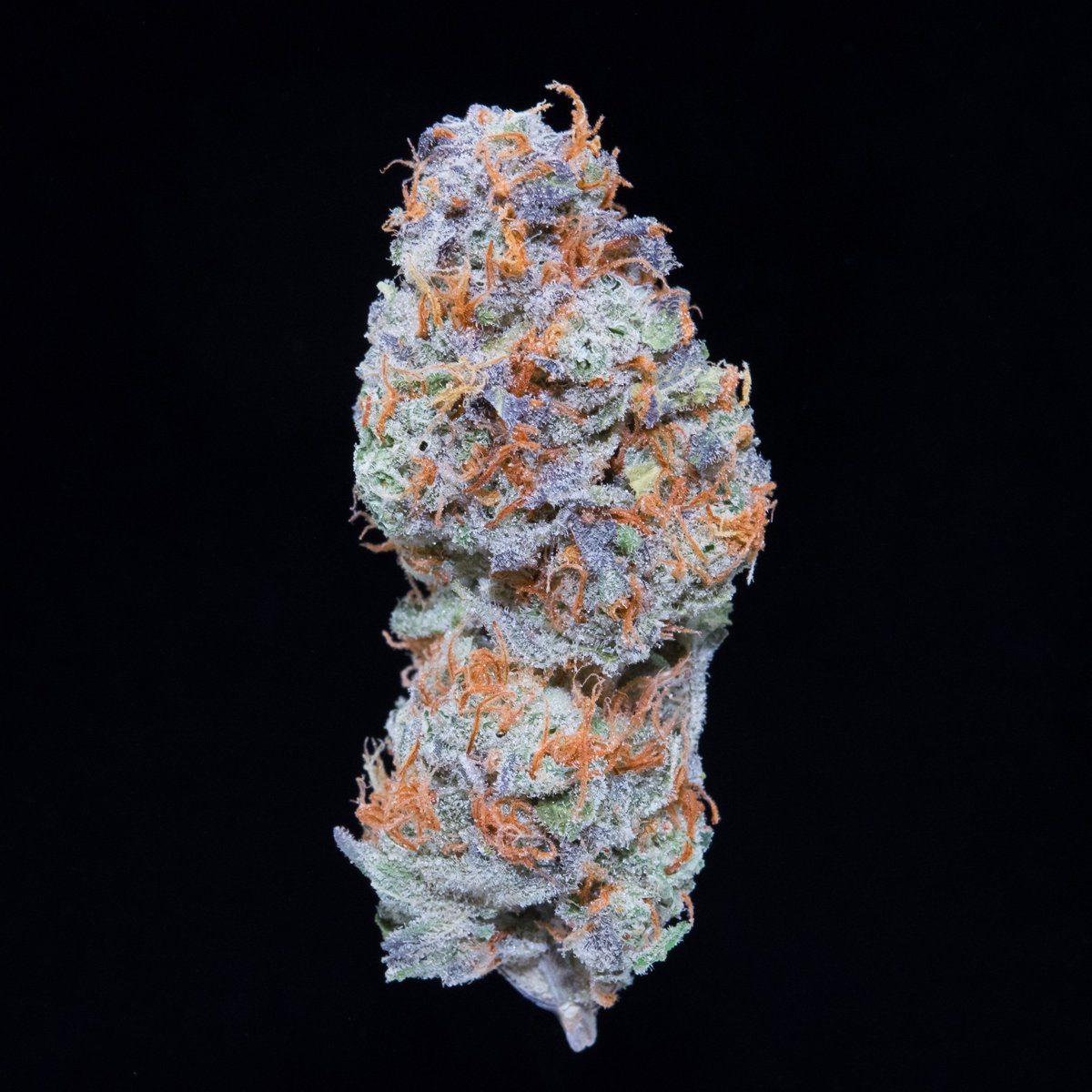 falcanna_wa's tweet photo. Sure @lorde said "we'll never be royals" but we disagree. We've got a limited run of Royal Kush dropping this week, so you can smoke like royalty! ππΈπΌπ¨ #Falcanna #royalkush #i502 https://t.co/46BaP5mR1s