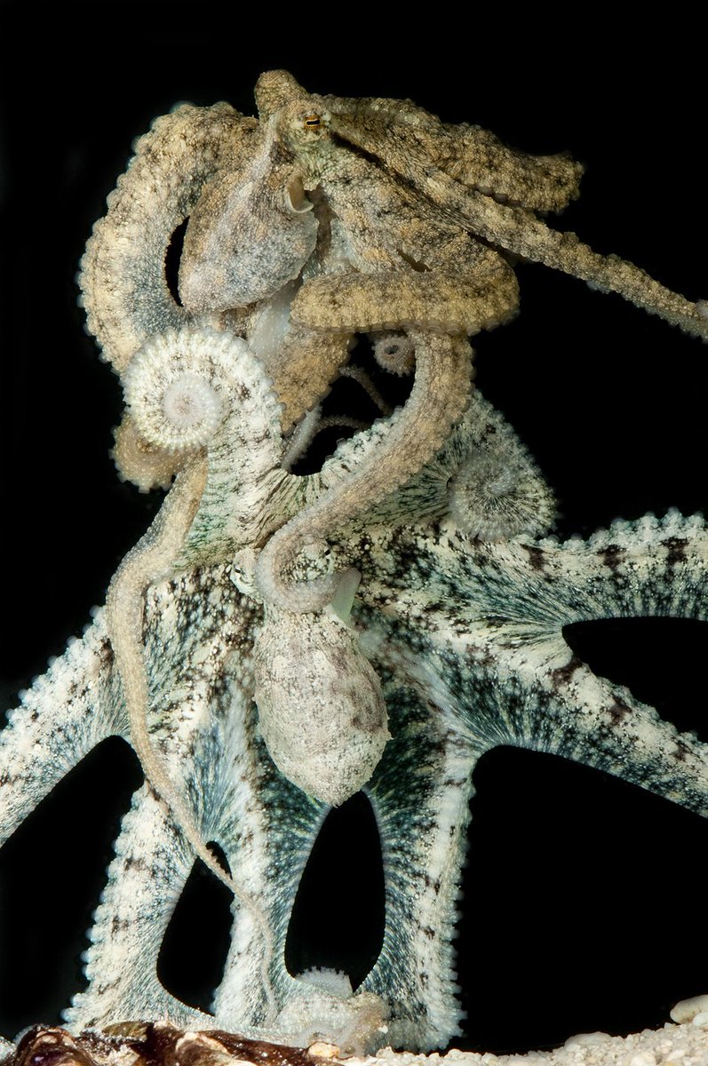 TheMicromuseums's tweet photo. Most male ocotpuses die not long after mating. But female octopuses live on, guarding their eggs, sometimes for months without eating, fading away as they watch over them. #ValentinesDay #mollusk #bitgrim? #butsoromance! #octopus #romance #RomeoandJuliet #ofthedeep https://t.co/ovcMKJxu5S