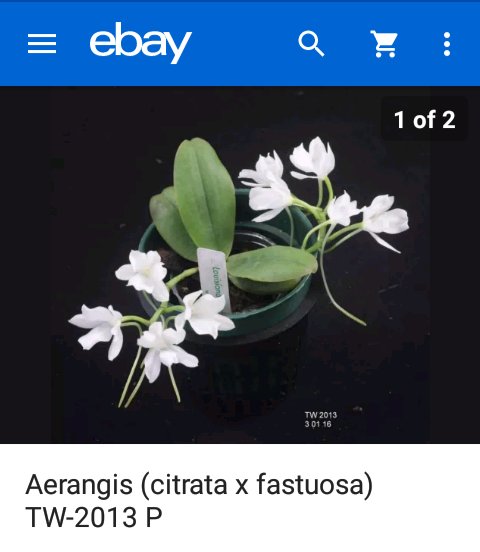 PetrovichBilly's tweet photo. this one seem's happy😉 #Angraecoid #miniatureorchids https://t.co/LtOB3xmdWR