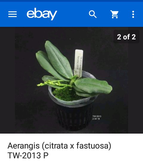 PetrovichBilly's tweet photo. this one seem's happy😉 #Angraecoid #miniatureorchids https://t.co/LtOB3xmdWR
