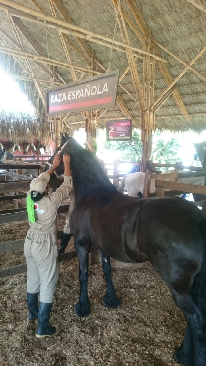 ARNColombia's tweet photo. 🐄Hay un largo camino que recorrer y todos los días se aprende algo nuevo, por supuesto los animales del campo pueden ser los mejores maestros. 🐴#UnaOportunidadLoCambiaTodo - @ParquePanaca https://t.co/inpEfvTs0P