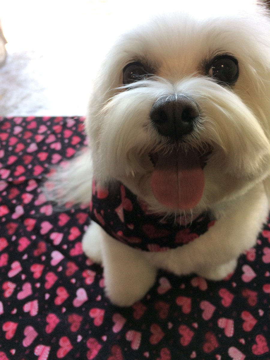 Sometimes the greatest loves of our lives have four paws and a wagging tail.  #sweetheart #valentine #puppylove