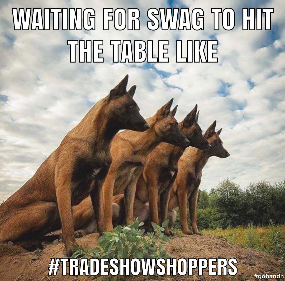 gohandh's tweet photo. You know it’s true. #shamelessshoppers #showswag #sassy #alliterationsarealwaysawesome #ems #emstoday #swag #medicool 📷: malinois belga #badassdogs https://t.co/IqosliMnzb
