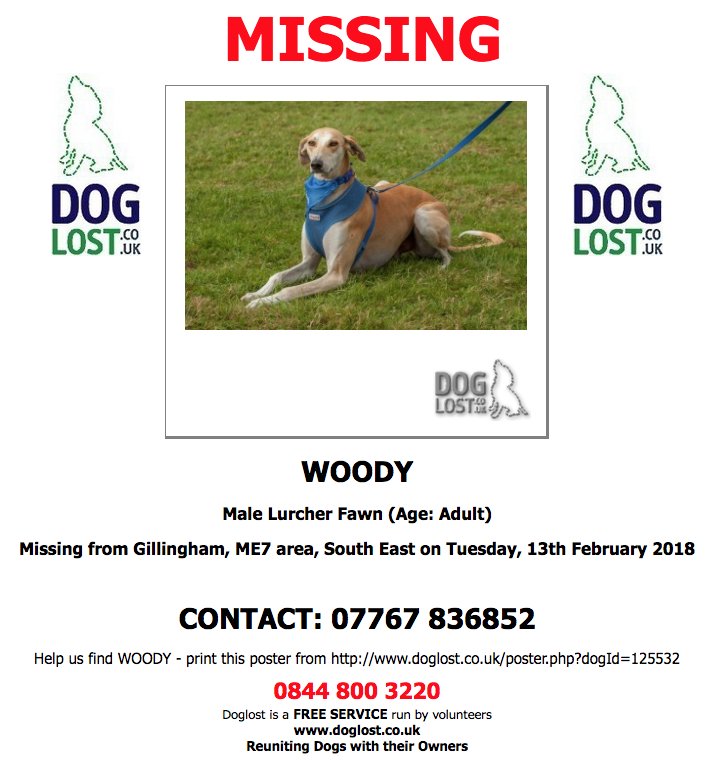 DogLostUK's tweet photo. https://t.co/jt1sXwNKjV  
#LOST WOODY
Male #Lurcher 
#Missing from #Gillingham  #ME7  on Tuesday, 13th February 2018  #Lostdog #ScanMe   https://t.co/bSIltvQWi0 @VetsGetScanning @SAMPAuk_ https://t.co/PLD88NbEF9