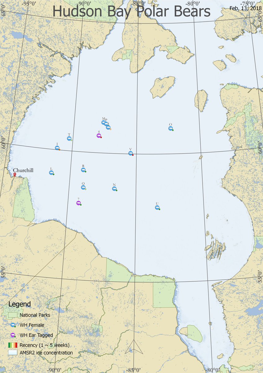 AEDerocher's tweet photo. Latest locations of satellite tracked #polarbears in Hudson Bay. Farthest ones are 600-700 km (ca. 400 miles) from Churchill (near where they left from). These bears are part of a population that has dropped >30% in recent decades. https://t.co/AcpzfbcxeE