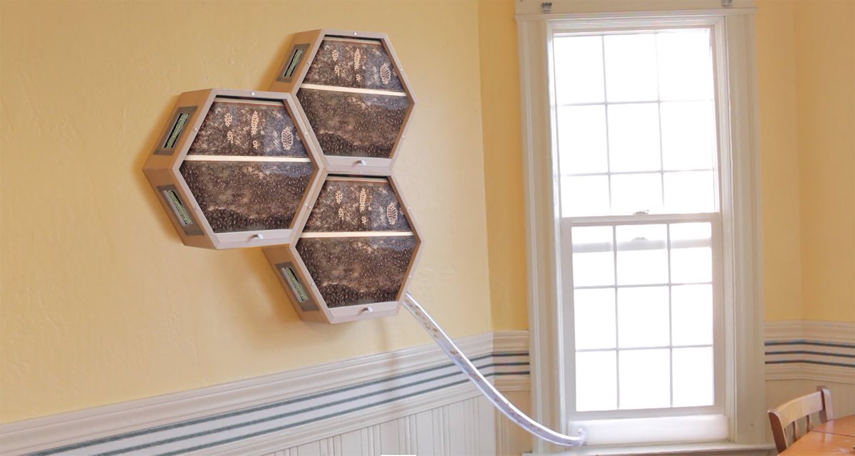 Beautiful observation beehive allows you to watch your beehive grow. Can be placed inside your home or out with <a href="/_BEEcosystem_/">BEEcosystem</a> greenmoxie.com/beecosystems-l…
#bees #beehive #beekeeping #greenmoxie #greenliving #nature  #BEEcosystem