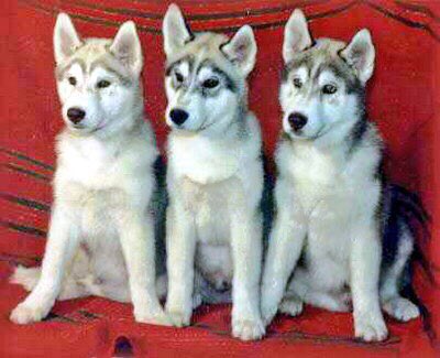#BestAtHomeContest Bear, Mick and Gabe (left ~ right)