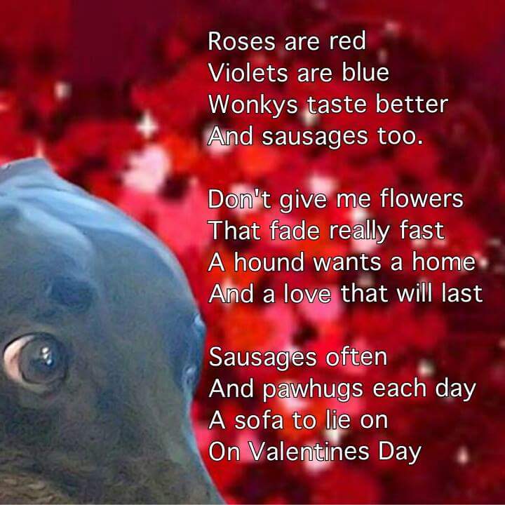#adoptagreyhound #AdoptDontShop 
#ValentinesDay