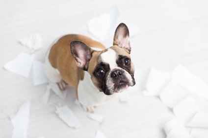 ControlnRoll's tweet image. We&apos;re doing research on the #petbehavior of playing with toilet paper or paper towel rolls. DM us if you&apos;re willing to share your story.