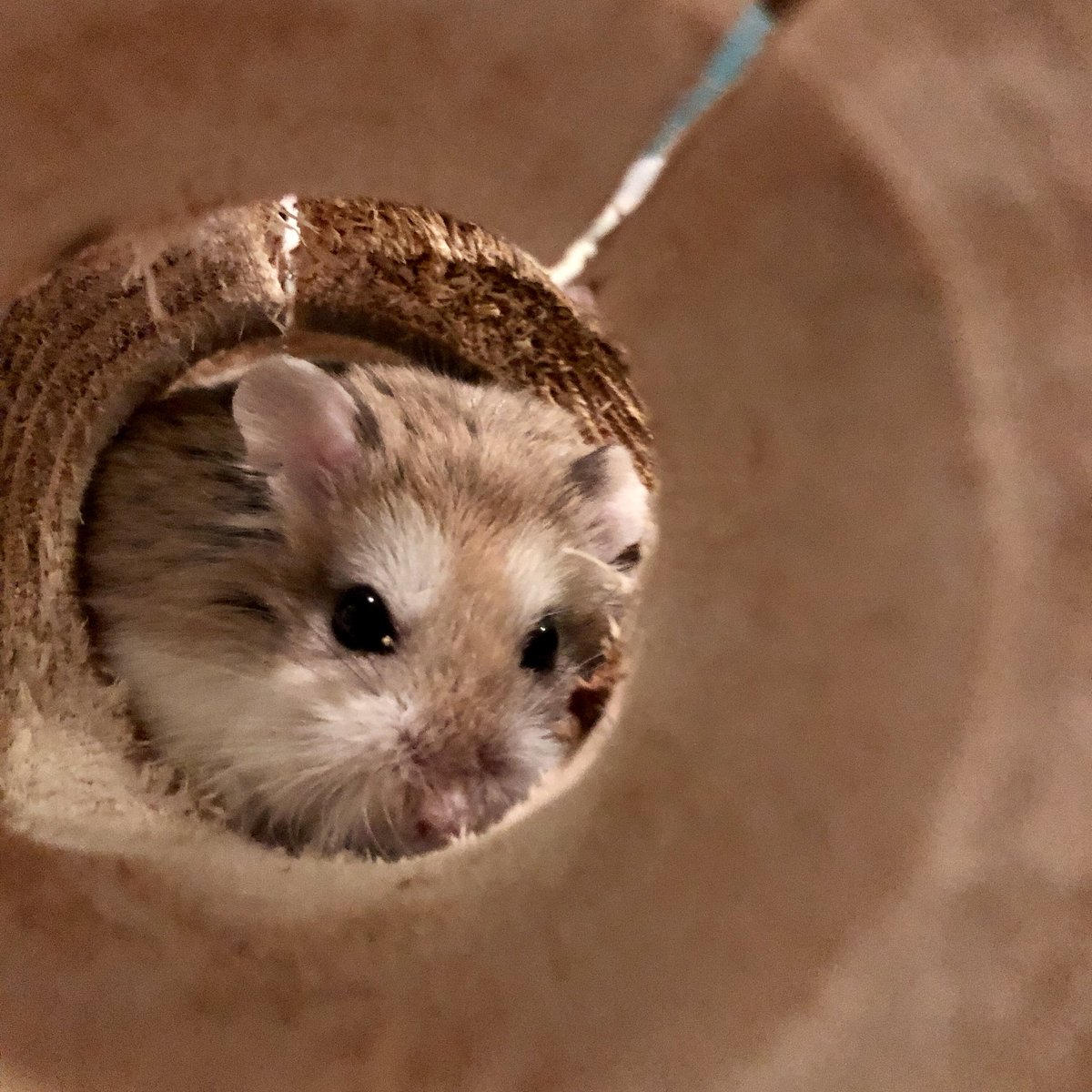 hamster_zen's tweet photo. ‘What do you mean hamsters can’t have pancakes too? That’s crêpe!’ #HamsterZen #PancakeDay #hamstersoftwitter 🐹😀🥞🍓🥜 https://t.co/USYiqagMmI