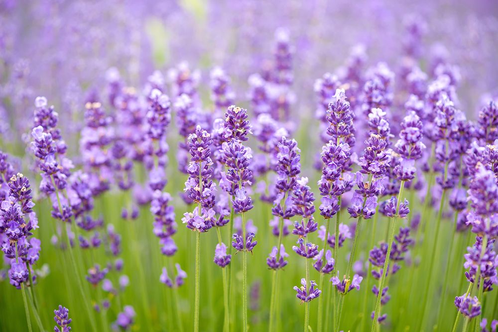 learningherbs's tweet photo. #Lavender can gently promote relaxation and digestion https://t.co/hAXccbpb6B https://t.co/xcTqtf6KH1