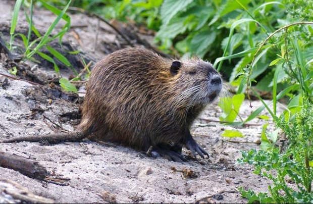 KingsAgComm's tweet image. DID YOU KNOW?? Nutria Returns to California