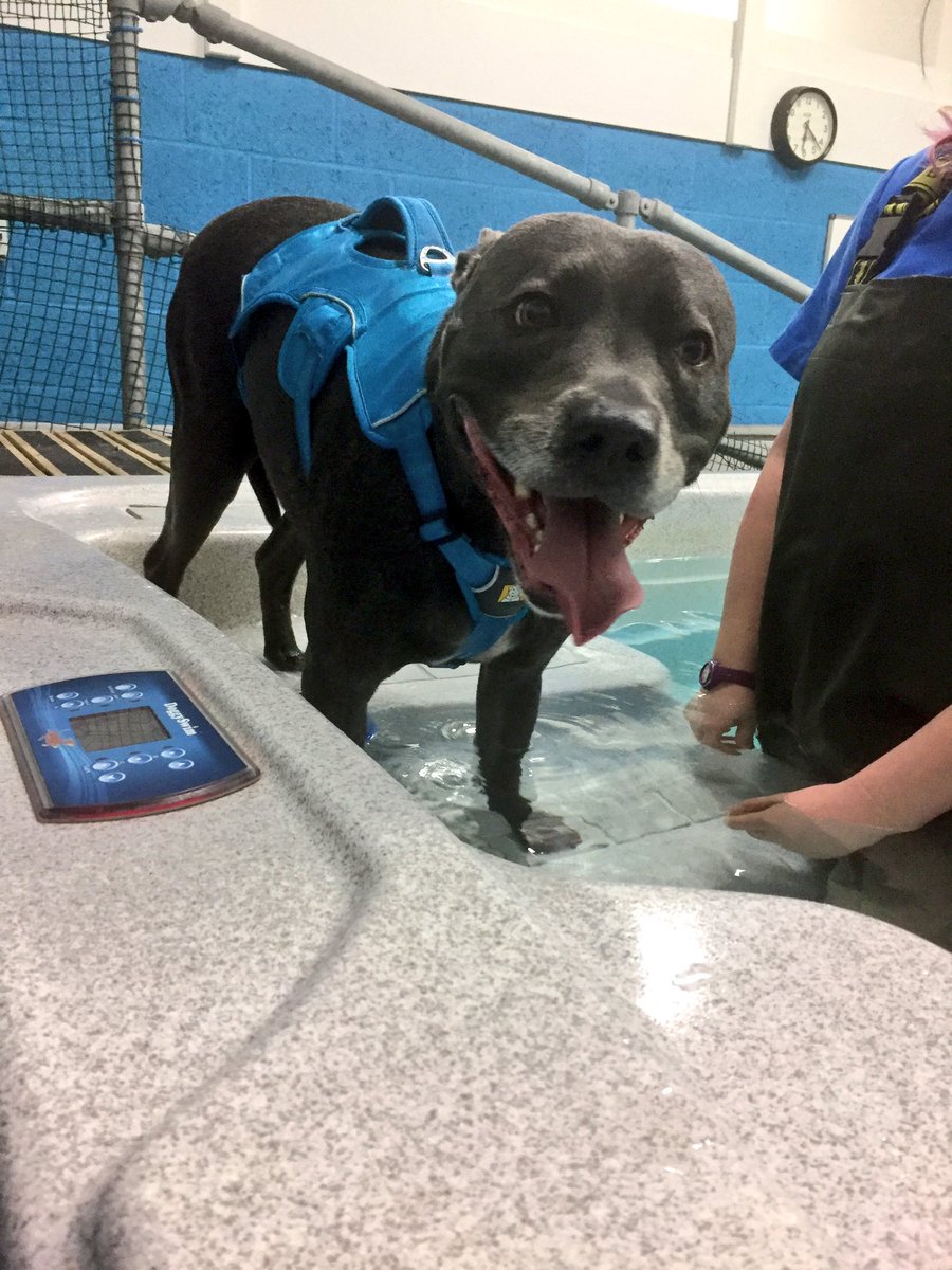 RomeoSuperStafi's tweet photo. Still enjoying tongue out Tuesday!! Had an awesome swim tonight at @DogfishHydro thank you Charlotte!! 💕💕 super happy and tired now! Time to refuel with some @naturesmenu dinner!! #TongueOutTuesday #fitness #TuesdayMotivation #fitdog #happystaffy #smiles https://t.co/EQXlPIeRQl