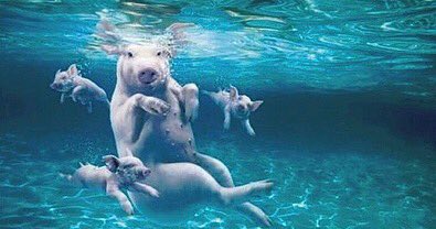 Don’t wait for pigs to fly when they already can swim. Contact us now for the best Bahamas yacht charter.
#yachtcharter #yacht #charter #caribbean #island #islandliving #luxury #lifestyle #megayacht #superyacht #boatlife #saltlife #vacation #travel #bahamas #aruba #jamaica