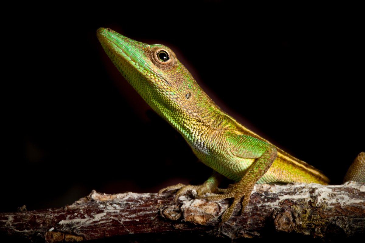 GEF_SGP's tweet image. #Biodiversity—the amazing variety of plants, animals, fungi &amp;amp; even micro-organisms—has an important role in maintaining a #planet that supports more than 7 billion people. Learn more via @CommunityCEPF’s new website: cepf.net