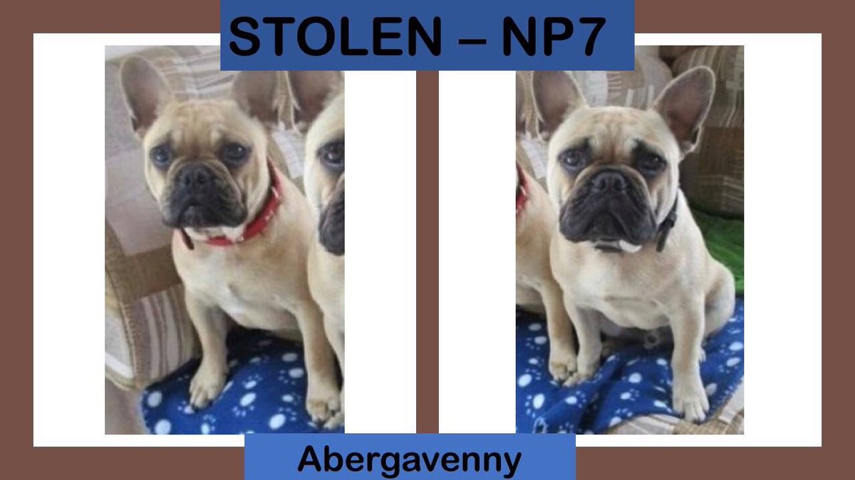 Mollie the Pug tweet media