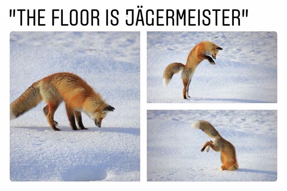 Hammergeil! 🦊 https://t.co/vkyuYgaPUd