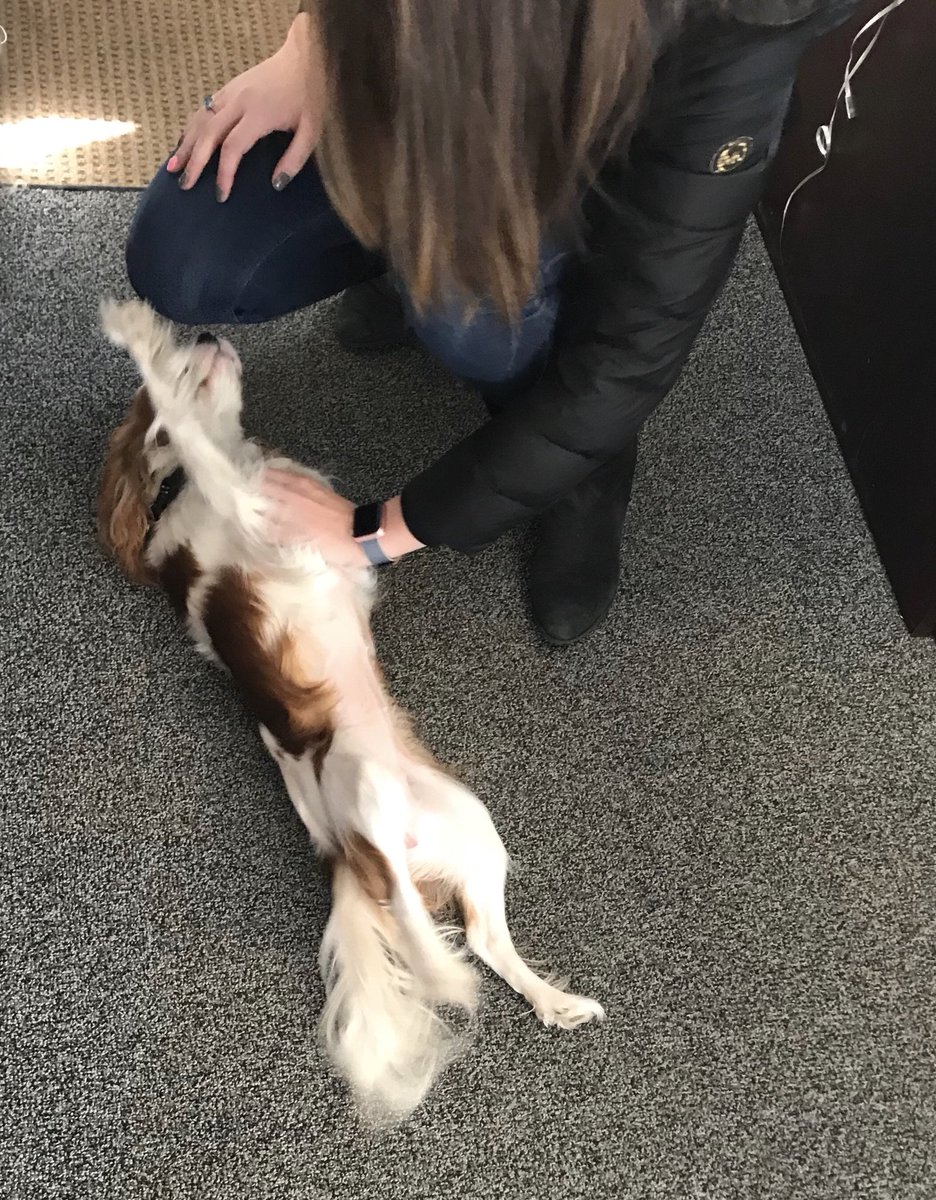 VeeMiller11's tweet photo. Another reason I live field partnering #officepets #TFBelevate #Philly #EyeoftheTiger #Wolfpack @LLaPresta @TMobileBusiness @BigMoneyMikeGP5 https://t.co/z2Q7isywr2
