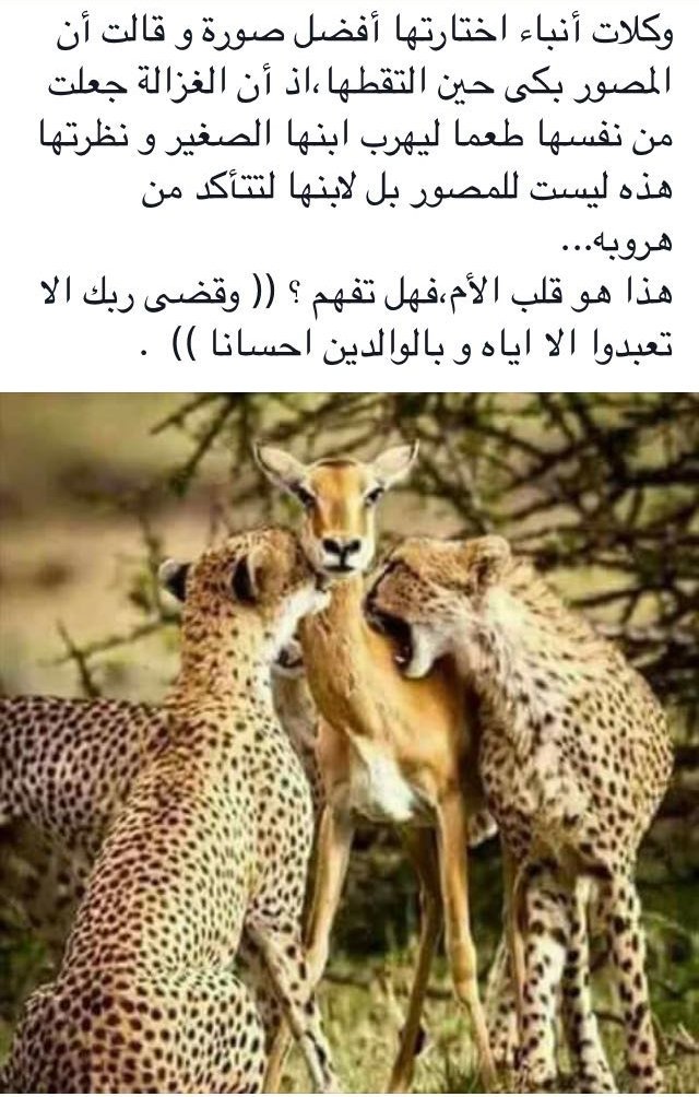 امك ثم امك ثم امك ثم ابوك❤