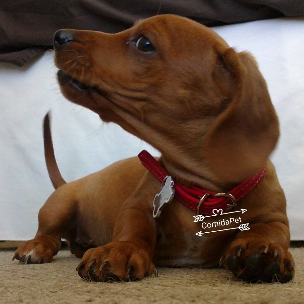 Cotiza el mejor alimento para tu perro, enviamos un whatsapp al +56994440077 y te enviamos listado de artículos y precios

#ComidaPet #DogLovers #SalchiLover