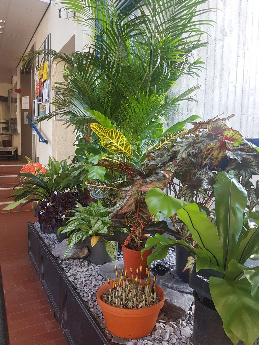 Plant display in the Brambell Building ready for the open day tomorrow! @BangorUni #MyBangor #Bangor2018  #UCASVistDay