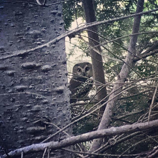 tamiasars's tweet photo. Hoo do yoo see, there by the tree? #northernsawwhetowl, #littleowl, #pnwforest, #bucketlistbird, #birds, #eastsideaudubon, #audubon, #birdnerd, #birding, #owl, #luckyencounter, #washingtonstate, #pacificnorthwest, #forest, #bigeyes https://t.co/jF0wEXObio https://t.co/fCpJb3twor